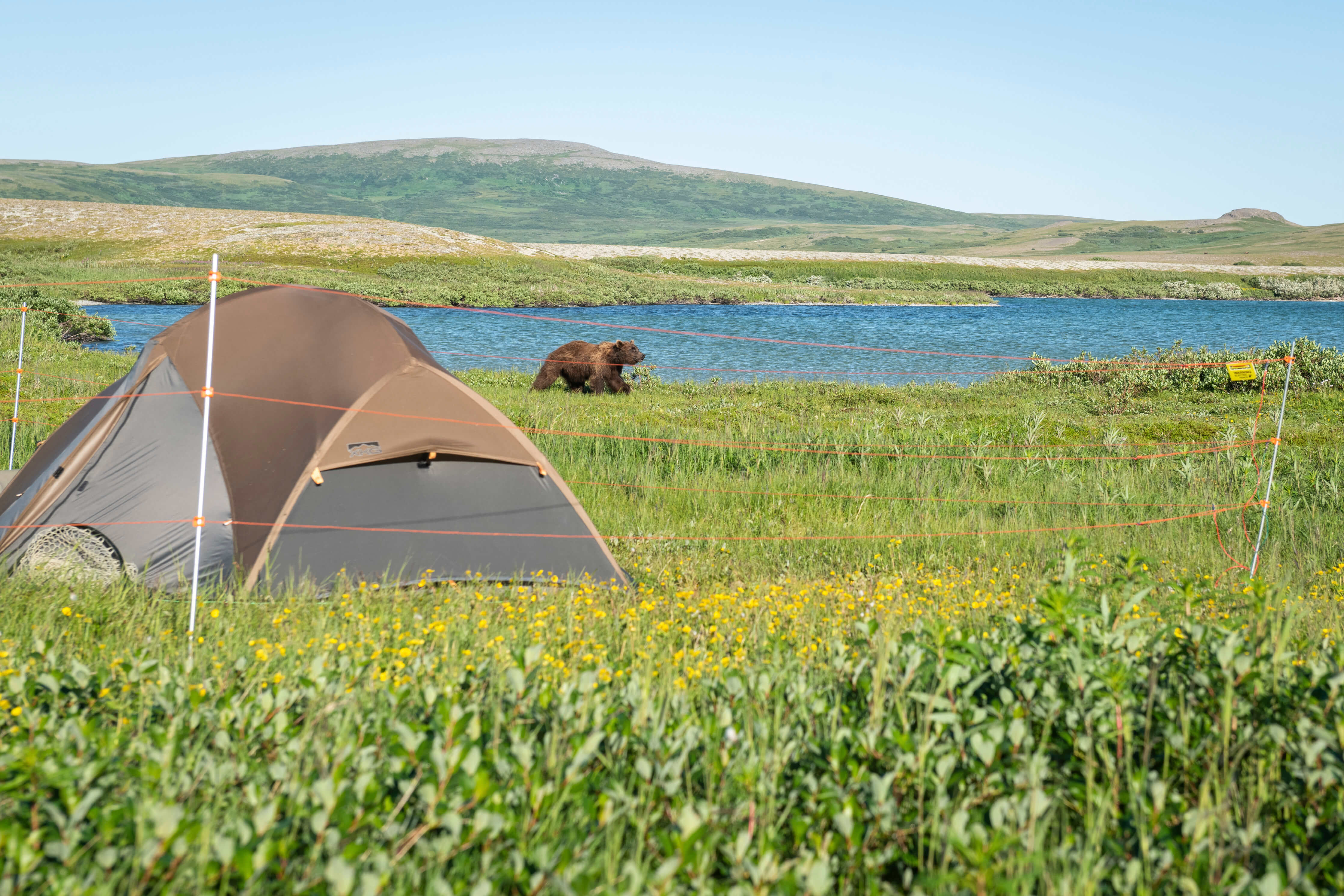 Portable and lightweight electric bear fence set up around a tent in Katmai, Alaska