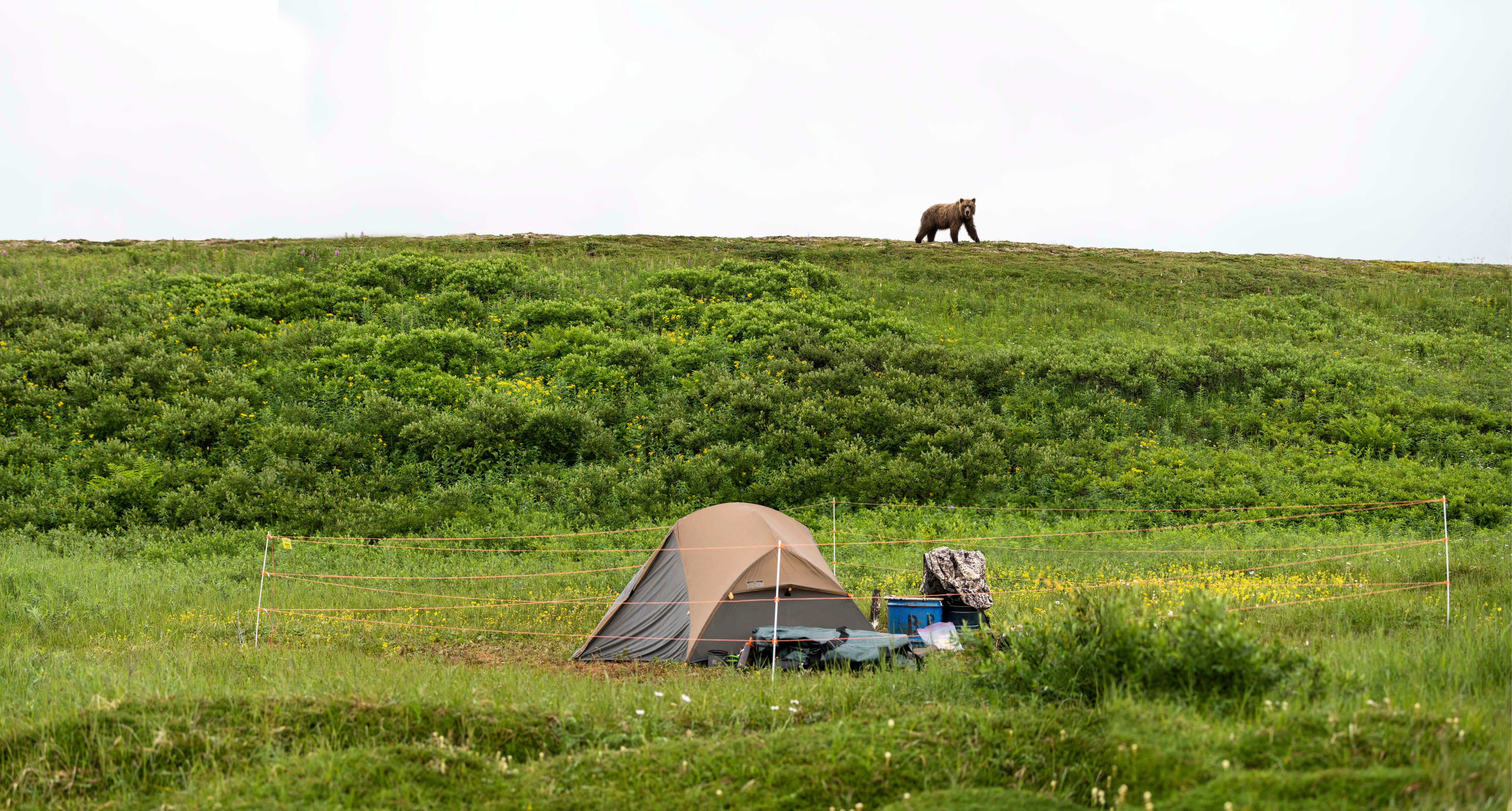 Bearwatch Systems - Portable and Lightweight - Electric Bear Fences - Designed for Camping