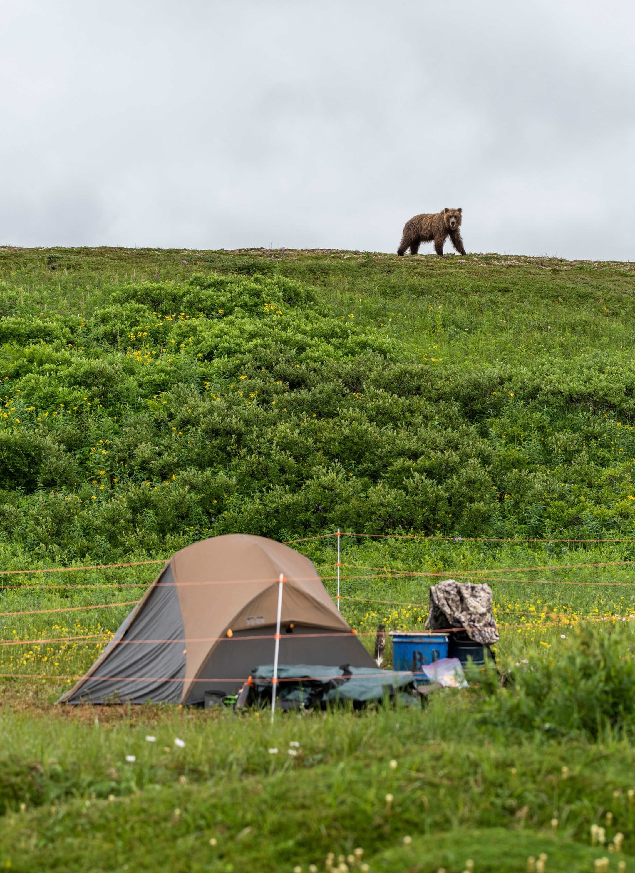 Bearwatch Systems - Portable and Lightweight - Electric Bear Fences - Designed for Camping - Square