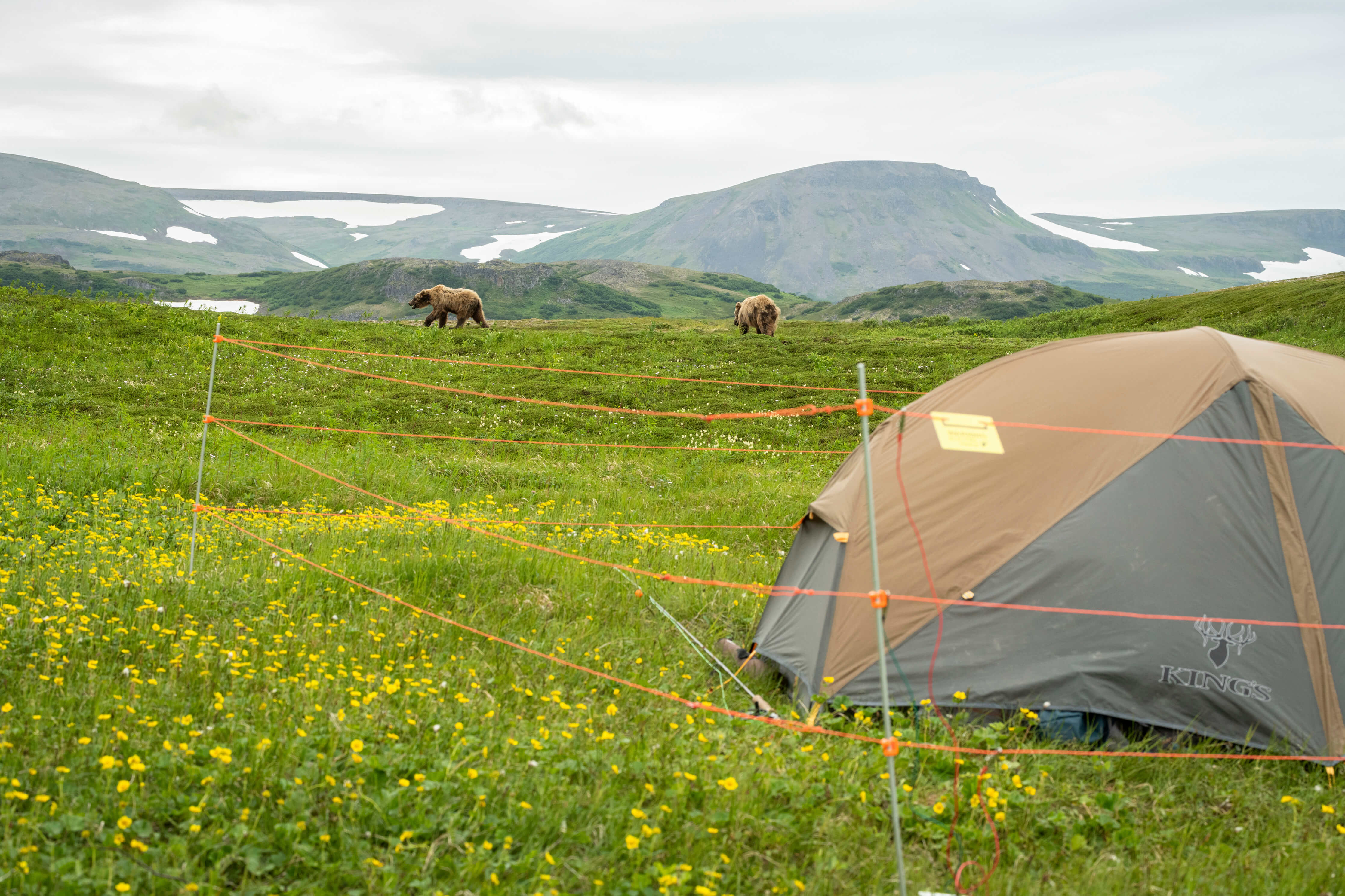 Electric Fence set up around tent with bears in the background